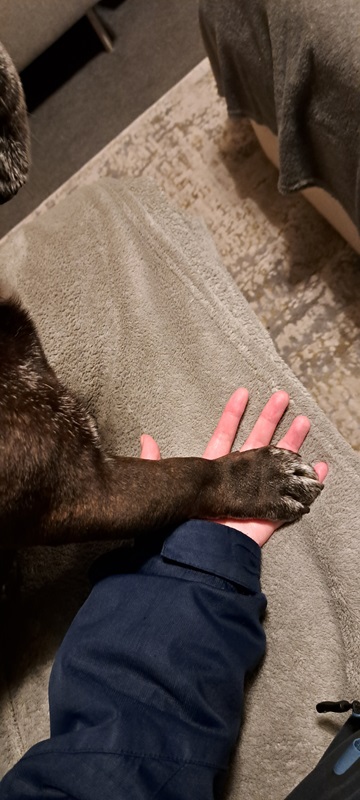 doggo holding hands