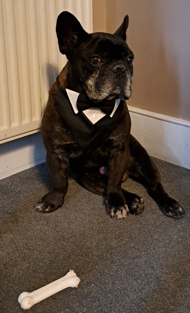 sitting dog